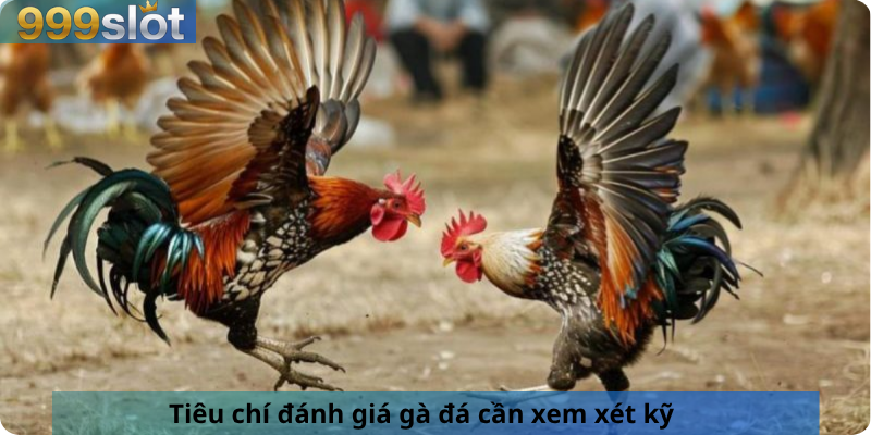 Tiêu chí đánh giá gà đá cần xem xét kỹ