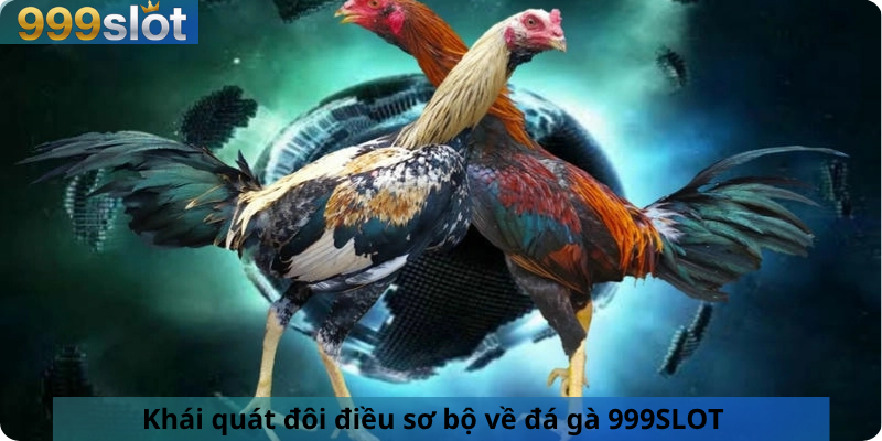 Khái quát đôi điều sơ bộ về đá gà 999SLOT
