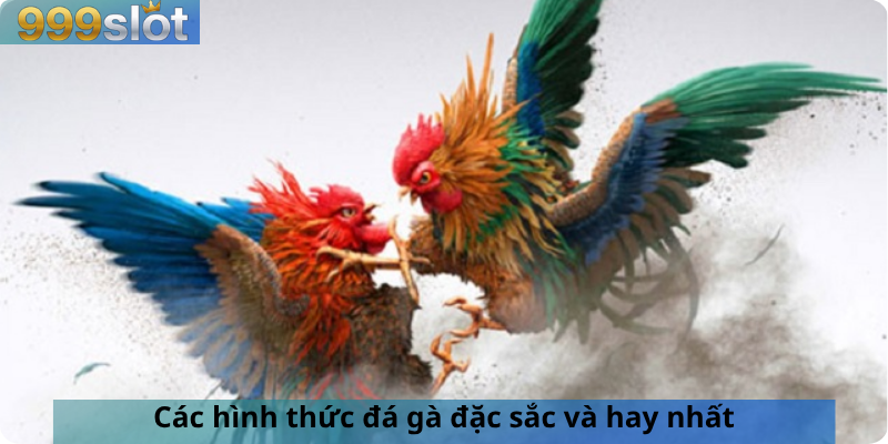 Các hình thức đá gà đặc sắc và hay nhất